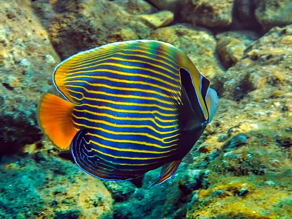 Poisson Corail Appartenant Famille Des Pomacanthidae Nom Scientifique Pomacanthus Imperator — Photo