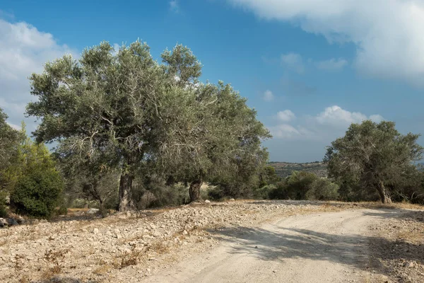 Biblical motif with countryside road among olive trees and holy hills near Jerusalem, Israel