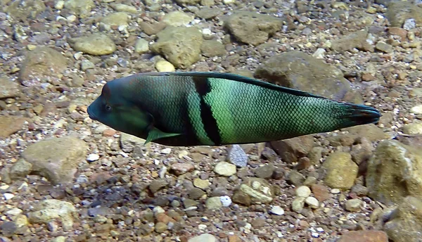 Coral Fish Clown Coris Belongs Family Labridae Scientific Name Coris — Stock Photo, Image