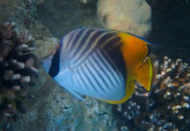 Chaetodontidae familyasına ait renkli balıkların bilimsel adı Chaetodon auriga 'dır. Kızıl Deniz ve Orta Doğu' daki mercan resiflerinin sığ sularında yaşar.