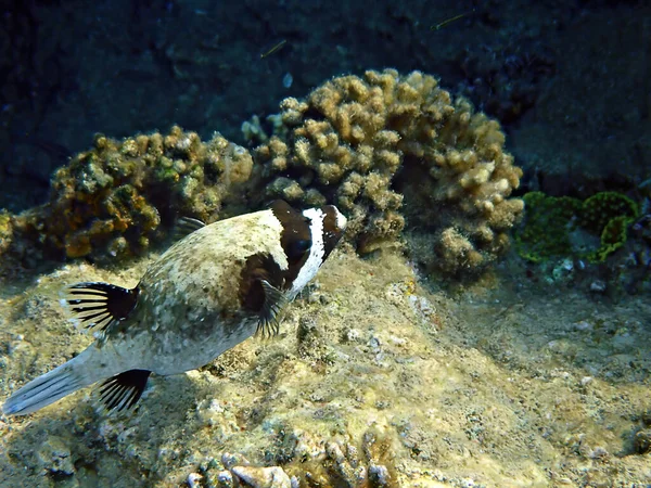 Zamaskowany Puffer Naukowe Nazwisko Arothron Diadematus Należy Rodziny Tetraodontidae Zamieszkuje — Zdjęcie stockowe