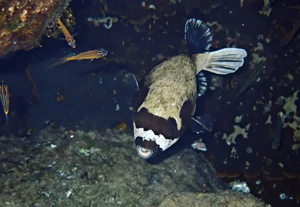 Zamaskowany Puffer Naukowe Nazwisko Arothron Diadematus Należy Rodziny Tetraodontidae Zamieszkuje — Zdjęcie stockowe