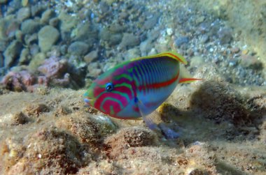 Kızıl Deniz 'de yaşayan mercan balığı Klunzinger wrasse, bilimsel adı Thalassoma klunzingeri, Labridae familyasına ait.
