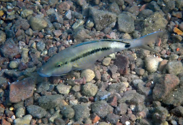 Риба Назвою Forsskal Goatfish Наукова Назва Parupeneus Forskali Мілководдя Біля — стокове фото