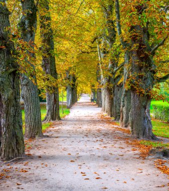 Avrupa parkında ağaç gövdeleri ve dalları arasında kırsal yol
