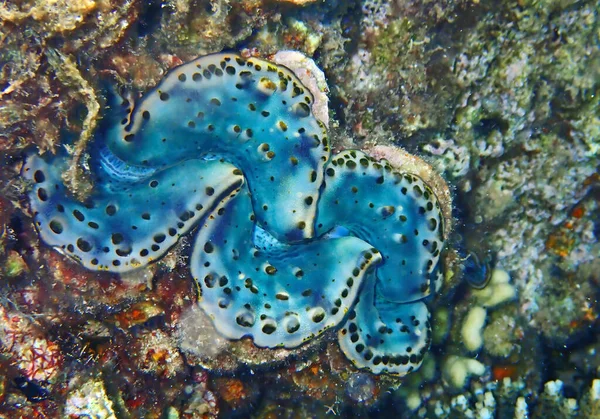 Tridacna Maxima 연체동물로 합니다 조개는 공생하는 비발리아 종입니다 — 스톡 사진