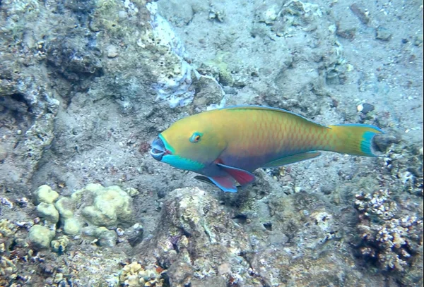 Poisson Perroquet Sous Marin Corail Mer Rouge — Photo