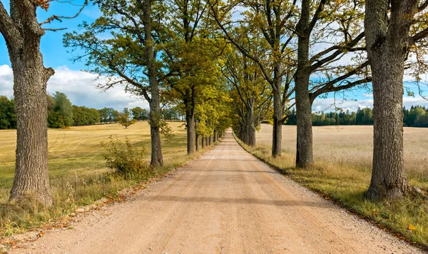 Countryside gravel road among old oak trees in autumn, Europe