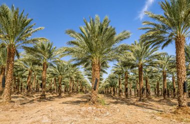 Hurma ağacının tomurcuğundan sarkan salkımlar. Tarih üretimi, Orta Doğu 'nun çöl bölgelerinde hızla gelişen bir tarım endüstrisidir.