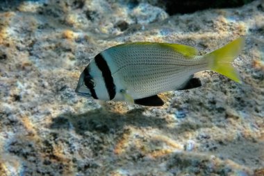 Çift çubuklu çipura, bilimsel adı Acanthopagrus bifasciatus, Kızıl Deniz 'in mercan resiflerinde yaşayan tropikal bir balıktır. Bu balık okullar oluşturur ve Orta Doğu' da ticari önemi vardır.
