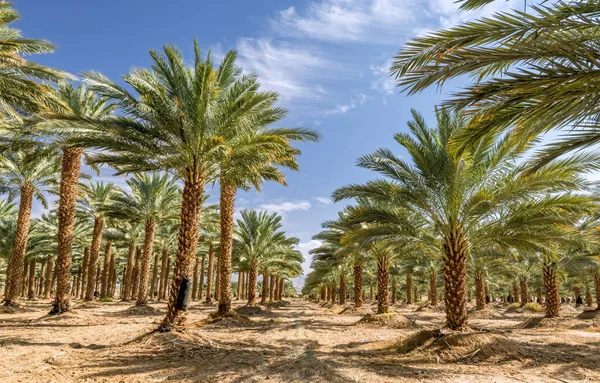 Hurma ağacının tomurcuğundan sarkan salkımlar. Tarih üretimi, Orta Doğu 'nun çöl bölgelerinde hızla gelişen bir tarım endüstrisidir.