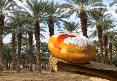 Bayramlık tatlı çöreğin yakın çekimi geleneksel Hanukkah Tatili sembolüdür. Donut üzerine seçici bir odak noktası, palmiye tarlasının bulanık arka planı. Yığın tekniği