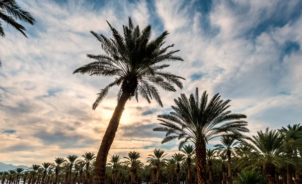 Hurma ağacının tomurcuğundan sarkan salkımlar. Tarih üretimi, Orta Doğu 'nun çöl bölgelerinde hızla gelişen bir tarım endüstrisidir.