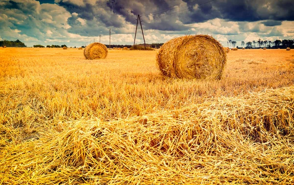 Foin Après Récolte Champ Blé Paysage Agricole — Photo