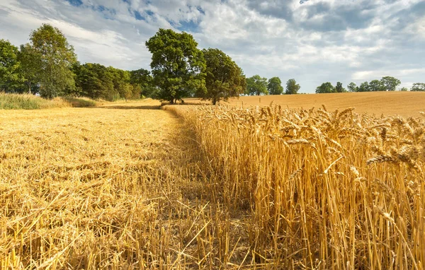 Paysage Agricole Avec Récolte Sur Champ Blé — Photo