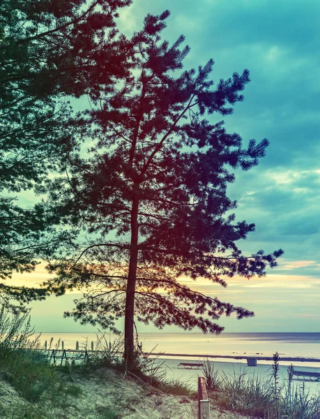 Eenzame Pijnboom Tijdens Zonsondergang Aan Het Zandstrand Van Oostzee Jurmala — Stockfoto