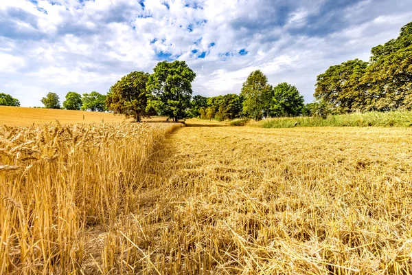 小麦收获期间的农田 — 图库照片