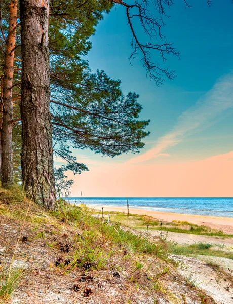 Kufer Sosnowy Piaszczystej Plaży Morza Bałtyckiego — Zdjęcie stockowe