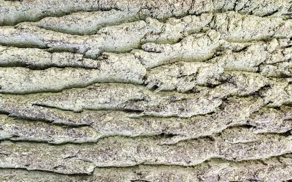 Alte Eichenrinde Als Hintergrund — Stockfoto