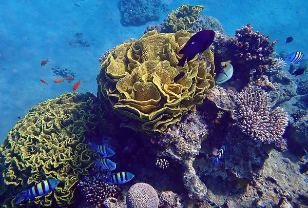 Cena Vida Peixes Exóticos Que Habitam Recifes Coral Mar Vermelho — Fotografia de Stock