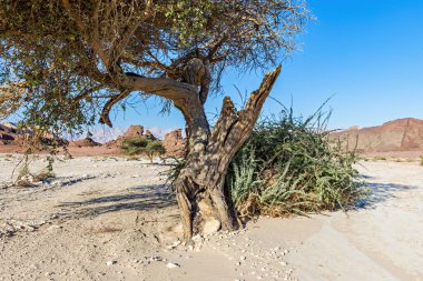 İsrail 'deki Timna Ulusal Parkı' nın taştan çölündeki eski bir akasya ağacı. = = Coğrafya = = Eilat 'ın 25 km kuzeyinde yer alır ve güzel manzarayı eşsiz jeoloji, spor çeşitliliği ve aile aktiviteleri ile birleştirir.