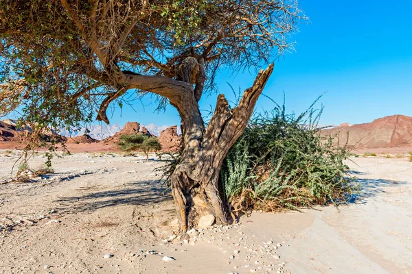 Старая Акация Каменной Пустыне Национального Парка Тимна Израиле Расположен Северу — стоковое фото