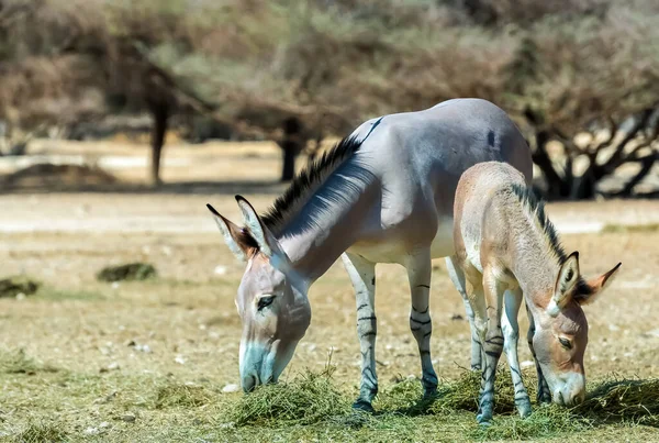 Somali Wild Donkey Equus Africanus Nature Reserve Middle East Species — Stock Photo, Image