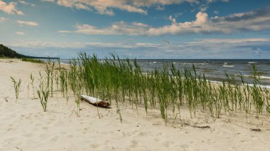 Reeds and old snag or log on wild or abandoned remote sandy beach of the Baltic Sea in summer clipart