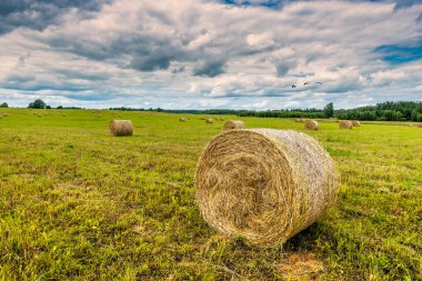 Tahıl tarlalarında saman yığınları olan kırsal tarım arazisi, zengin hasat kavramı