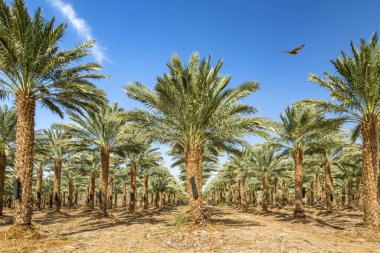 Hurma ağacının tomurcuğundan sarkan salkımlar. Tarih üretimi, Orta Doğu 'nun çöl bölgelerinde hızla gelişen bir tarım endüstrisidir.