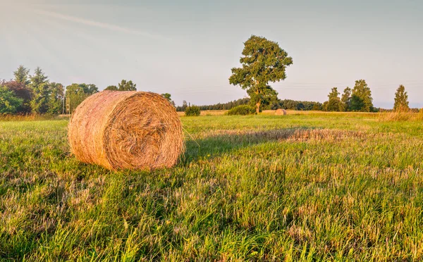 Landwirtschaftliche Landschaft Mit Heuhaufen Auf Dem Gemähten Getreidefeld Konzept Der — Stockfoto