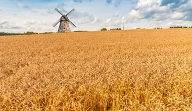 Arka planda altın buğday ve yel değirmeni tarlası, Letonya
