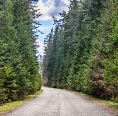 Yeşil kozalaklı ormandan geçen köy yolu.
