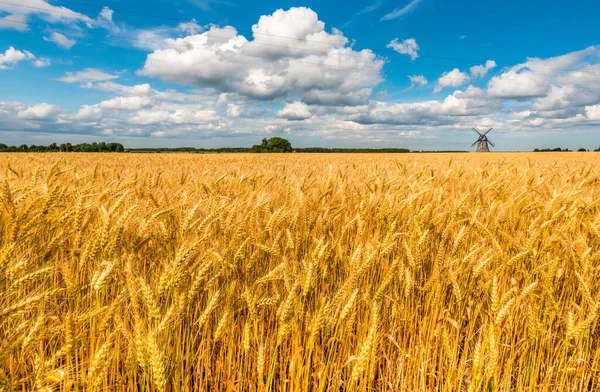 Olgunlaşan Buğday Tarlaları Güzel Yaz Kümülüs Bulutları Ufukta Eski Yel — Stok fotoğraf