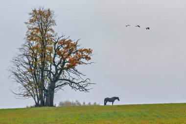 Göç eden kuşların, yalnız atın ve yaşlı meşe ağacının olduğu sonbahar manzarası.