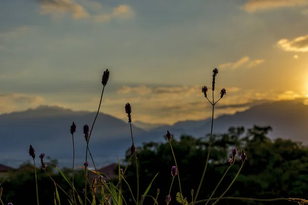 Gros Plan Fleurs Lavande — Photo