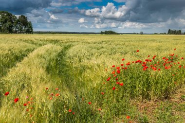 Haşhaş çiçekli buğday tarlası manzarası