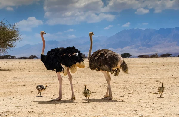 Autruches Avec Jeunes Poussins Dans Parc Réserve Naturelle Moyen Orient — Photo