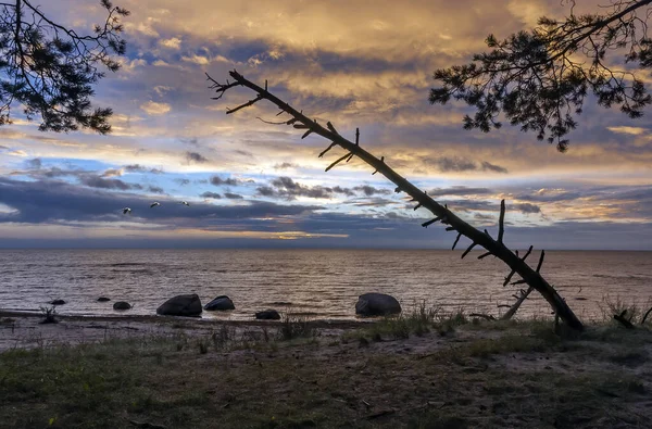 Dramatischer Himmel Bei Sonnenuntergang Ostseestrand Jurmala Lettland — Stockfoto