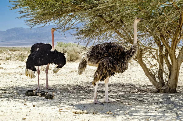 Struzzi Con Pulcini Nel Parco Della Riserva Naturale Medio Oriente — Foto Stock