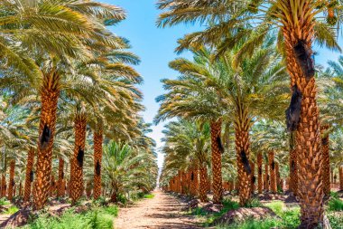 Hurma ekimi Orta Doğu 'nun tarım endüstrisi, palmiye ağaçlarının kapatılması 