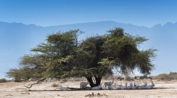 antelopes resting under tree, africa