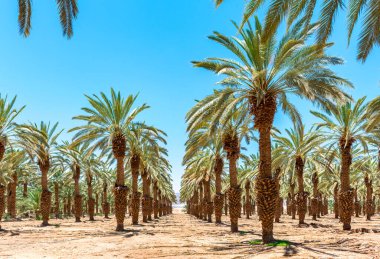 Palmiye ağaçları manzaralı 