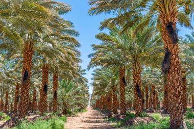 Palmiye ağaçları manzaralı 