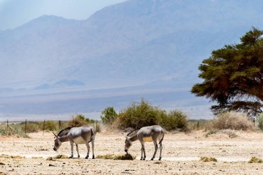 Orta Doğu 'nun doğal koruma alanındaki Somali yabani eşekleri (Equus africanus). Bu tür hem doğada hem de esaret altında son derece nadirdir. Hayvanlara, bulanık dağlara ve savana odaklanırlar.