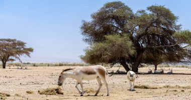 Sahra eşeği ve boynuzlu antilop Addax birlikte Orta Doğu 'daki doğa koruma parklarında yaşar. Eşek kafalarına odaklanırlar.