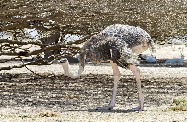 Vrouw Van Afrikaanse Struisvogel Struthio Camelus Het Ruien Natuurreservaat Midden — Stockfoto