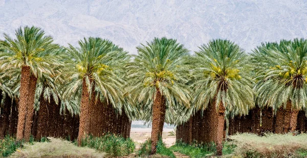 Plantation of date palms intended for healthy food production. Dates agriculture is rapidly developing industry in desert areas of the Middle East