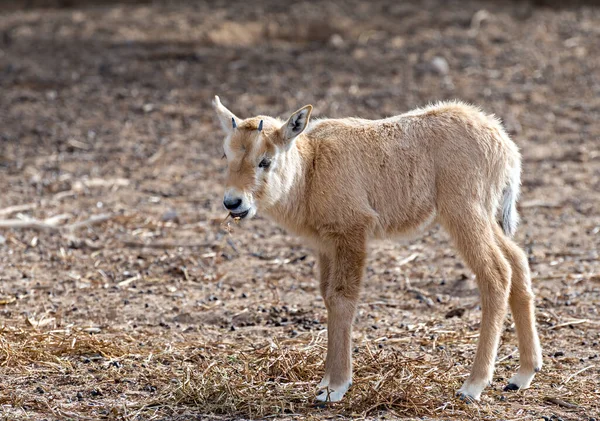 Kid Antelope Arabian White Oryx Oryx Dammah Espécie Habita Ambientes — Fotografia de Stock