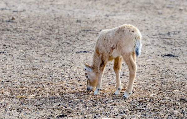 Kind Van Antilope Arabian White Oryx Oryx Dammah Soort Bewoont — Stockfoto